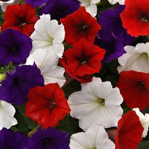 Wave Mix Flag Wave Petunia Jumbo 6 pack 17.99 sale price